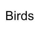 Birds