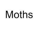 Moths