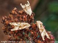 MJH_Angle Shades_OM1-mz60mm-V350-Cygnustech diff-29st_TKeep051124WN v1