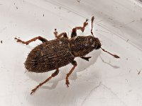 AAA_MJH_Weevil 1_OM1-mz90mm-14TC-V350-Cygnustech diff-12st_Keep061024_UPS_NikWN