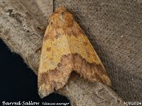 MJH_Barred Sallow_OM1-mz60mm-V350-Cygnustech diff-15st_TKeep291024WN v1