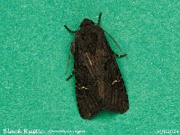 MJH_Black Rustic_OM1-mz60mm-V350-Cygnustech diff-8st_Keep091024WN v1