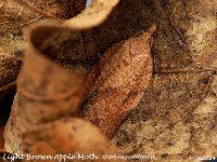 MJH_Brown Apple Moth_OM1-mz60mm-V350-Cygnustech diff-15st_TKeep291024WN v1
