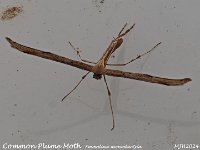 MJH_Common Plume Moth_OM1-mz60mm-V350-Cygnustech diff-15st_TKeep291024WN v1