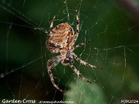 MJH_Garden Cross_OM1-mz60mm-V350-Cygnustech diff-15st_Mest081024WN v1