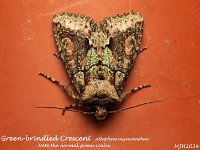 MJH_Green Brindled Crescent 1_OM1-mz60mm-V350-Cygnustech diff-15st_Mest081024WN v1