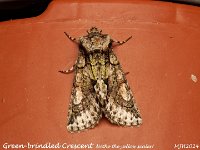 MJH_Green Brindled Crescent 2_OM1-mz60mm-V350-Cygnustech diff-15st_Mest081024WN v1