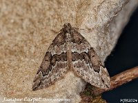 MJH_Juniper Carpet_OM1-mz60mm-V350-Cygnustech diff-15st_TKeep291024WN v1