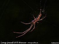 MJH_Long-jawed Orb Weaver_OM1-mz90mm-V350-Cygnustek diff_Mest071024WN v1