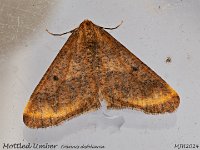 MJH_Mottled Umber_OM1-mz60mm-V350-Cygnustech diff-15st_TKeep291024WN v1