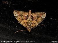 MJH_Red-Green Carpet-OM1-mz60mm-V350-Cygnustech diff-15st_TKeep291024WN v1