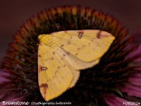 MJH_Brimstone_OM1-mz60mm-V350-Cygnustech diff-14st_TKeep070924WN v1