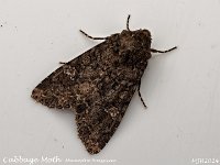 MJH_Cabbage Moth_OM1-mz60mm-V350-Cygnustech diff-13st_TKeep070924WN v1