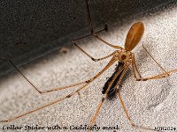 MJH_Cellar Spider_OM1-mz90mm-V350-Cygnustech diff-15st_Mest090924_NikWN v1