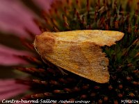 MJH_Centre-barred Sallow_OM1-mz60mm-V350-Cygnustech diff-14st_TKeep070924WN v1