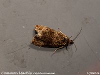 MJH_Common Marble_OM1-mz60mm-V350-Cygnustech diff_TMest030924