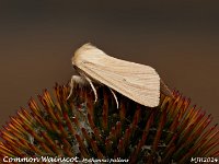 MJH_Common Wainscot_OM1-mz60mm-V350-Cygnustech diff-13st_TKeep070924WN v1