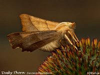 MJH_Dusky Thorn_OM1-mz60mm-V350-Cygnustech diff-15st_TKeep070924WN v1