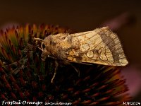 MJH_Frosted Orange_OM1-mz60mm-V350-Cygnustech diff-14st_TKeep070924WN v1