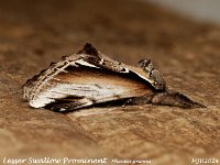 MJH_Lesser Swallow Prominent_OM1-mc60mm-V350-Cygnustech diff-15st_TMest030924WN v1