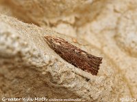 MJH_Lesser Swallow Prominent_OM1-mc60mm-V350-Cygnustech diff-8st_TMest030924WN v1