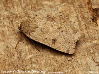 MJH_Lesser Yellow Underwing_OM1-mc60mm-V350-Cygnustech diff-10st_TMest030924WN v1