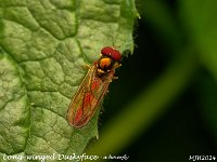 MJH_Long-winged Duskyface_OM1-mz60mm-V350-Cygnustech diff_Mest030924WN v1