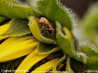 MJH_Lygus pratensis_OM1-mz60mm-V350-Cygnustech diff-15st_Keept060924WN v1