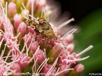 MJH_Nettle Tap_OM1-mz60mm-V350-Cygnustech diff_Mest030924