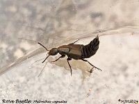 MJH_Rove Beetle1_OM1-mz60mm-V350-Cygnustech diff-8st_LTKeep060924WN v1