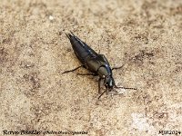 MJH_Rove Beetle2_OM1-mz60mm-V350-Cygnustech diff-11st_LTKeep060924WN v1