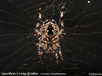 MJH_Spider_OM1-mz60mm-V350-Cygnustech diff-3st_Keep140924WN v1