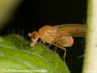 MJH_Tricholauxania praeusta_OM1-mz90mm-V350-Cygnustech diff_Mest100924WN v1