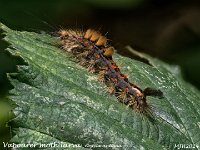 MJH_Vapourer larva_OM1-mz90mm-nl-15st_Mest110924-V1